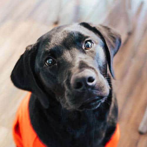 black lab puppy in an orange shirt looking straight at camera with sad eyes